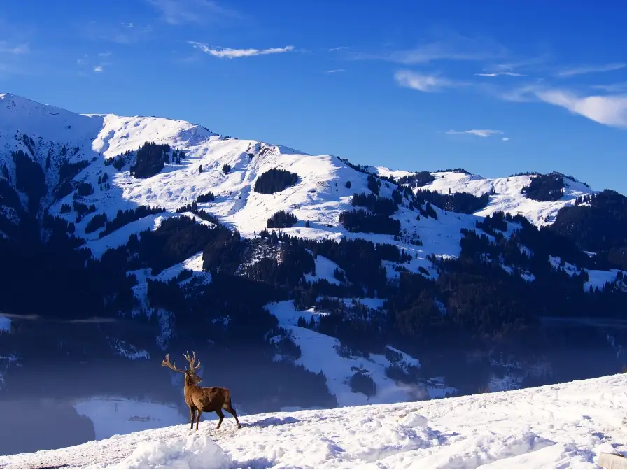 Cerf Montagne 2 Alpes