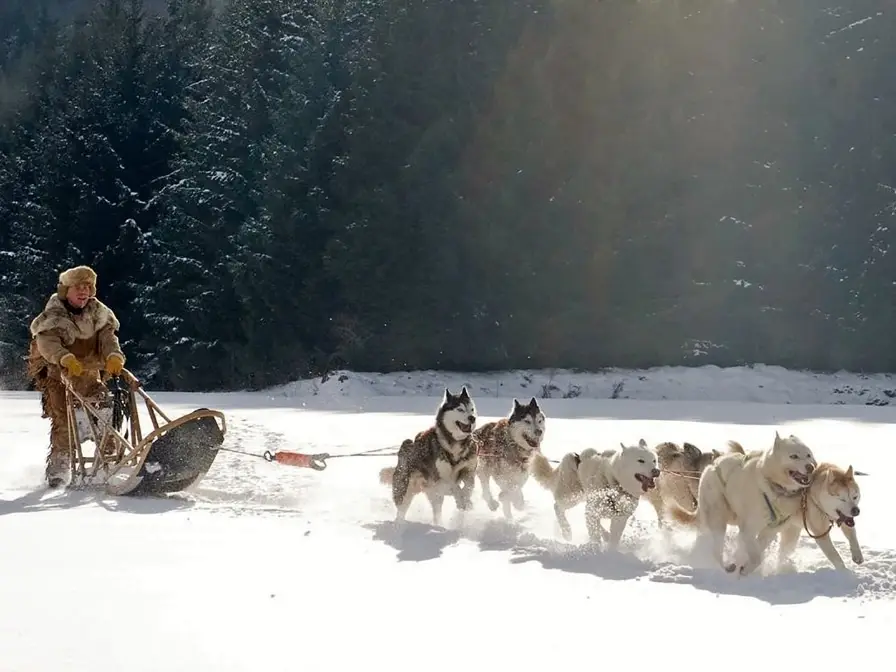 Chien de traineau Alpe d'Huez