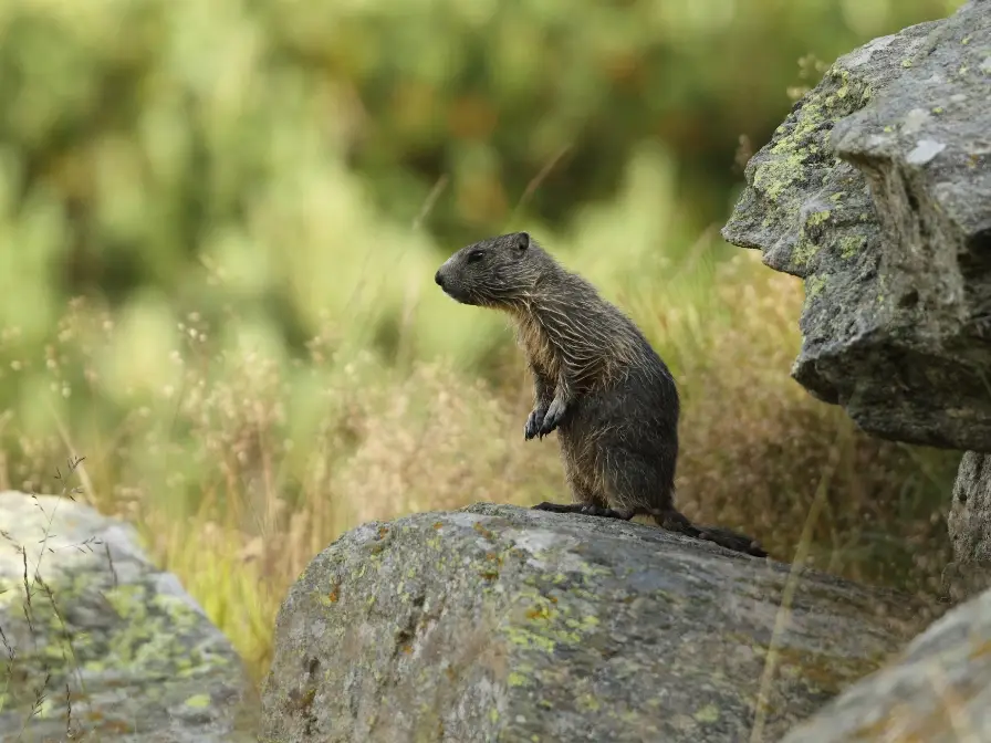 Marmotte Chamonix Mont Blanc