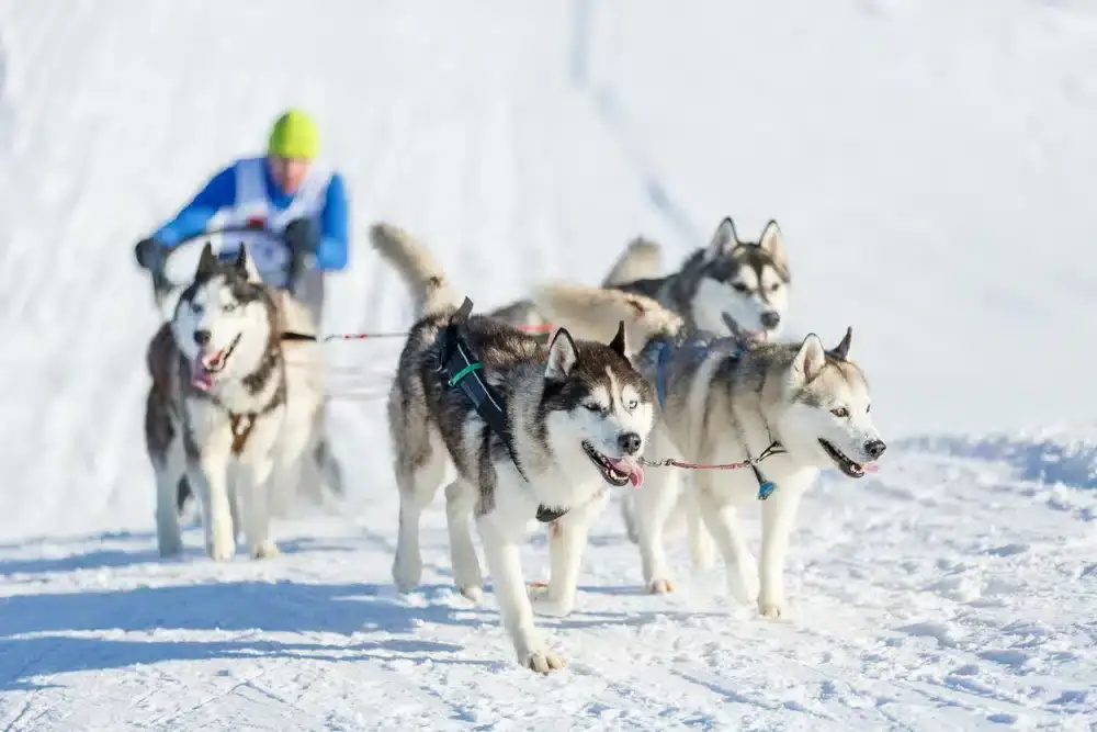 Seminaire-Montagne-Courchevel-Team-building