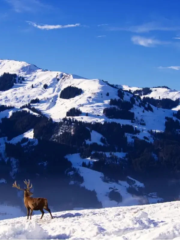 Cerf Montagne 2 Alpes