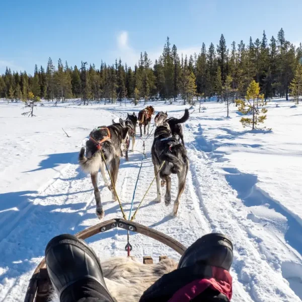 Dog,Sledding,Through,The,Snowy,Forest,Near,The,Torne,River